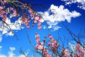 آسمان مجازی گل های بهاری