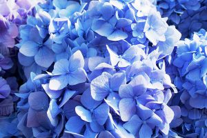 طرح گل آبی