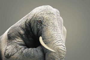 پوستر فیل با دست انسان
