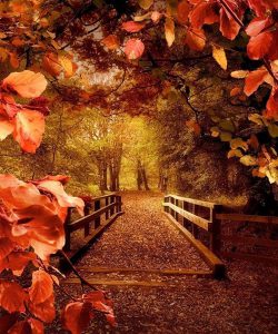 پوستر زیبای پل پاییزی