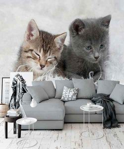 پوستر سه بعدی طرح گربه های زیبا